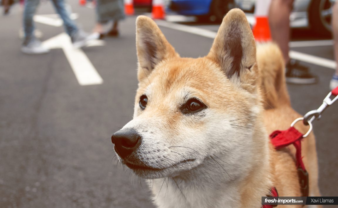 A Cuanto Puede Llegar Shiba Inu