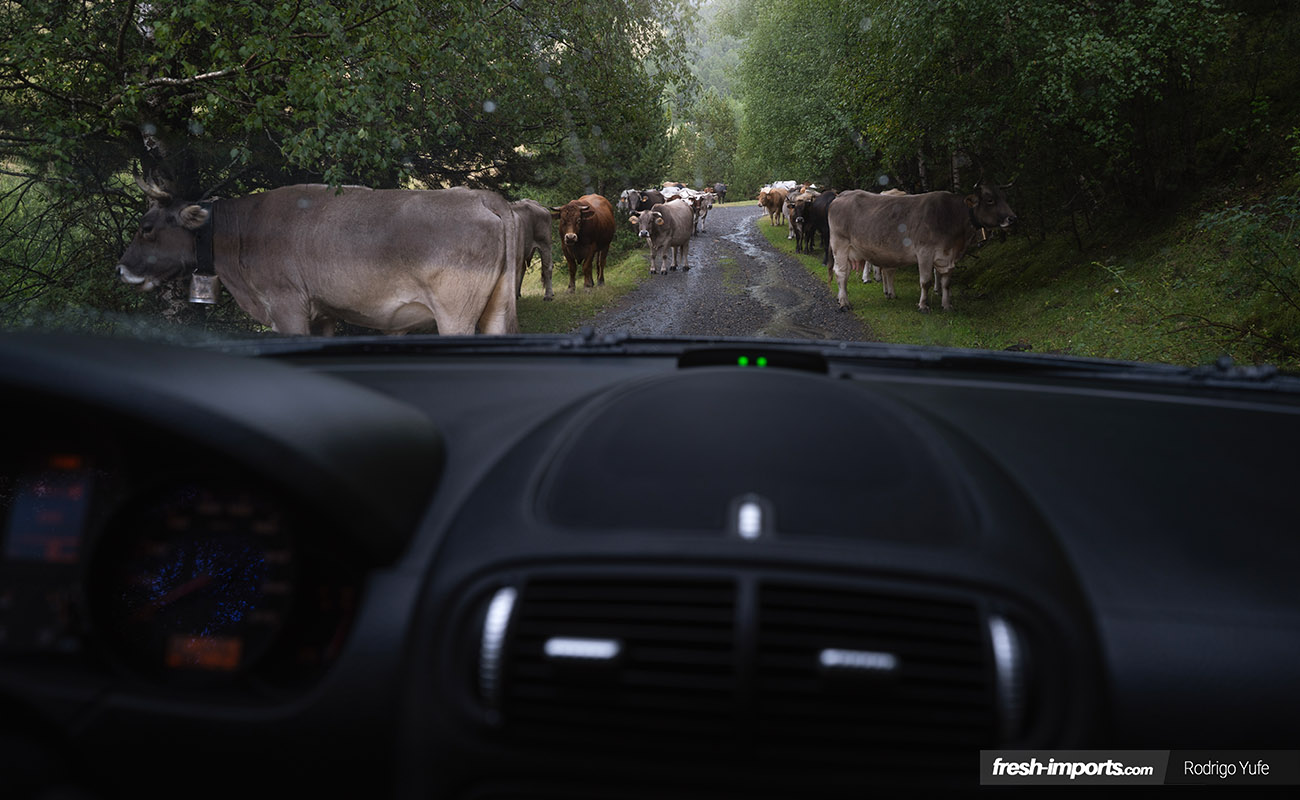 Porsche Cayenne atravesando la ruta de los Contrabandistas, entre vacas